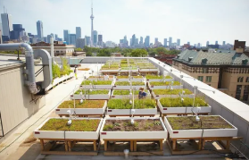 Modern rooftop garden lounge with raised beds and evening ambiance